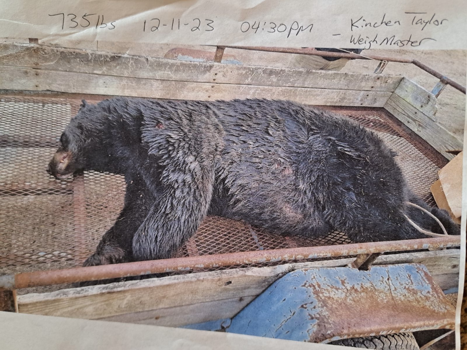 RRSpin - Bear bagged in Enfield new county record