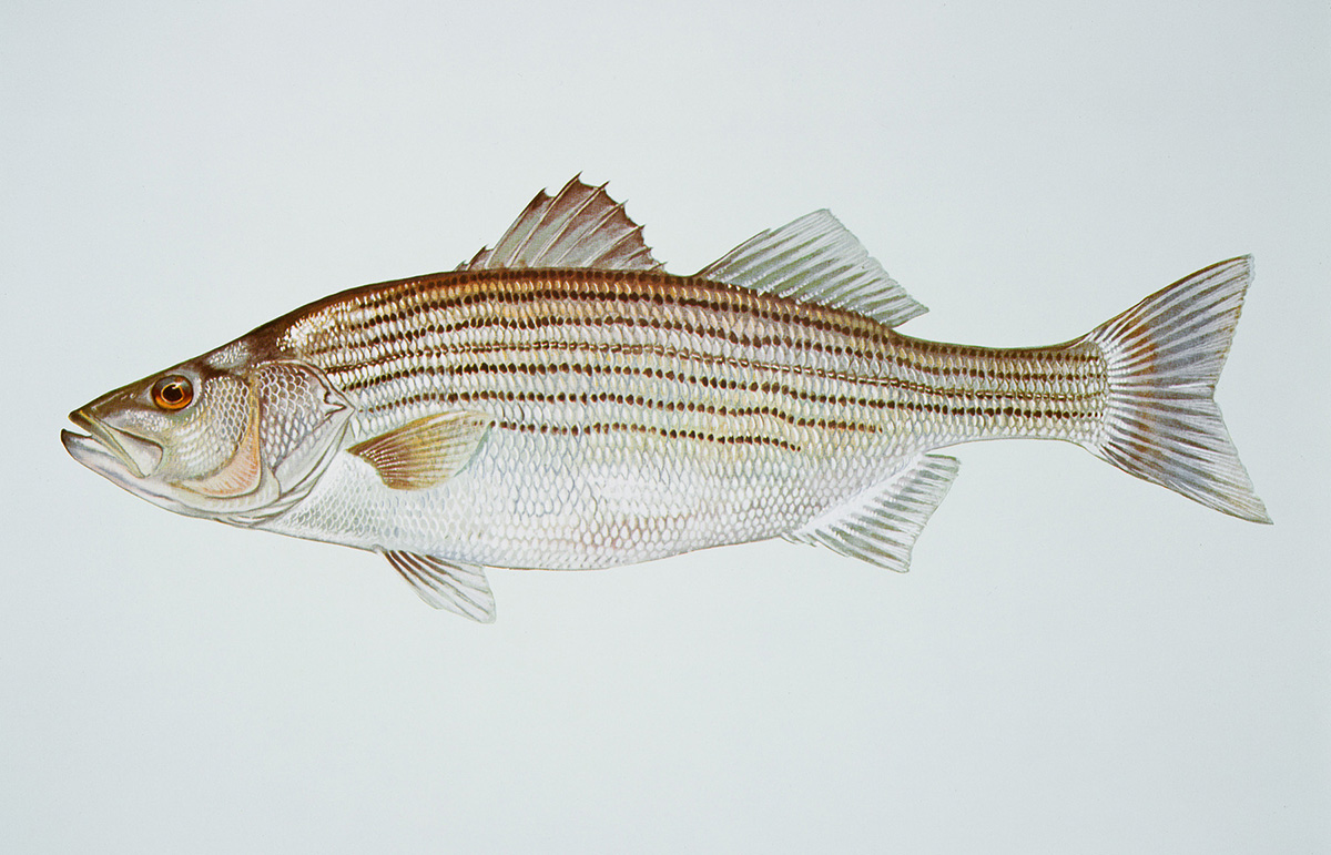 Comment period open on striped bass management plan.