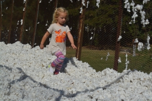 A child runs through cotton stored in a trailer.