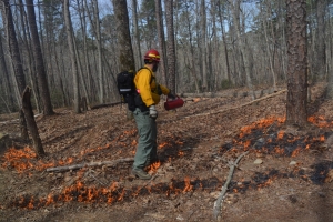 A forest ranger uses a drip torch to the brush on fire.